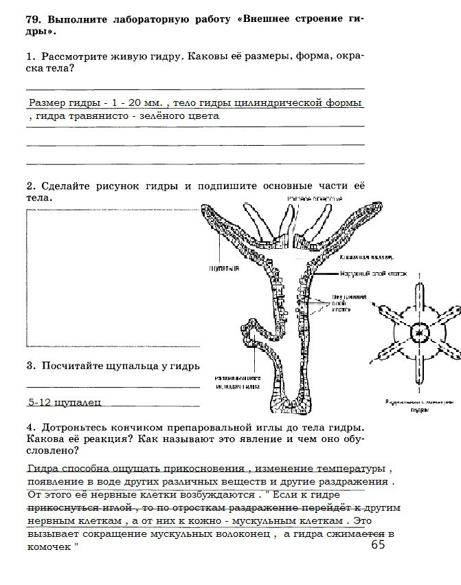 Сайт тор кракен